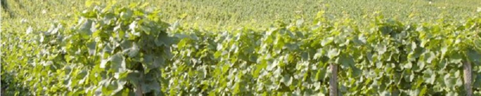 Centrale Paysanne Luxembourgeoise