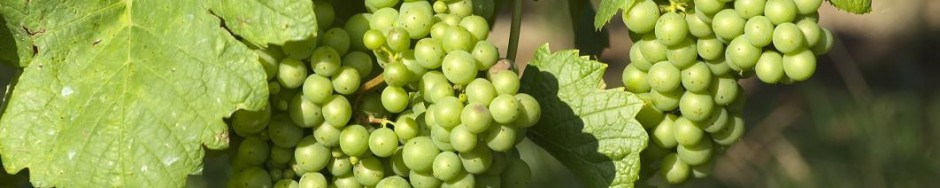 Centrale Paysanne Luxembourgeoise