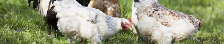 Centrale Paysanne Luxembourgeoise