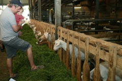 En Dag um Bauerenhaff