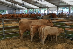 Blondinen-Hingerhaff-2